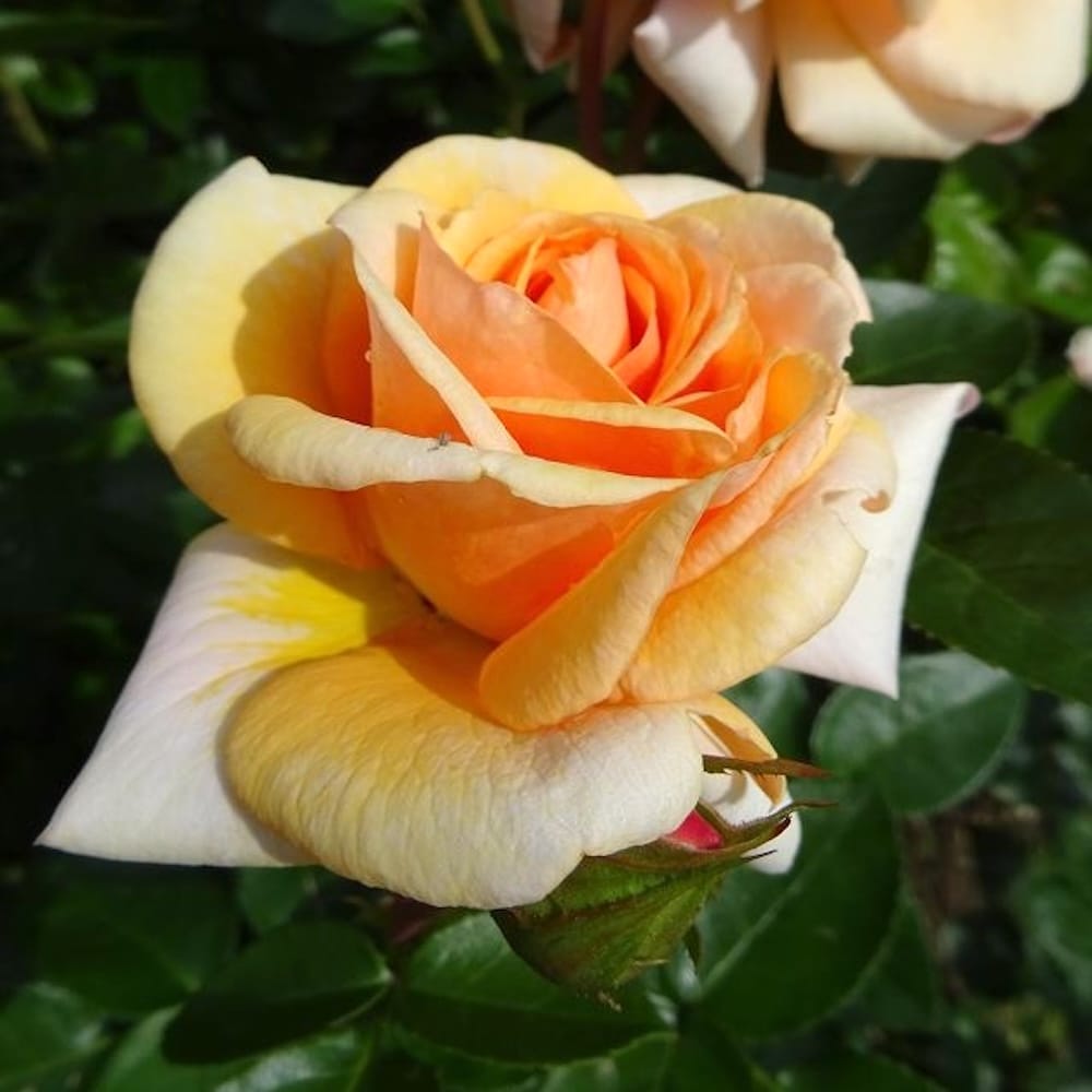Rosa 'Circle of Life'® - trandafir de poveste, spectaculos si parfumat ...