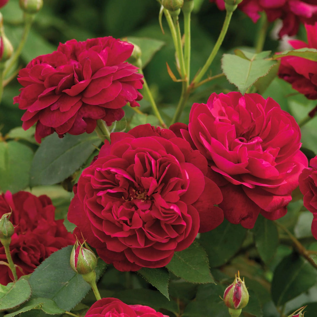 Rosa ‘Darcey Bussell’