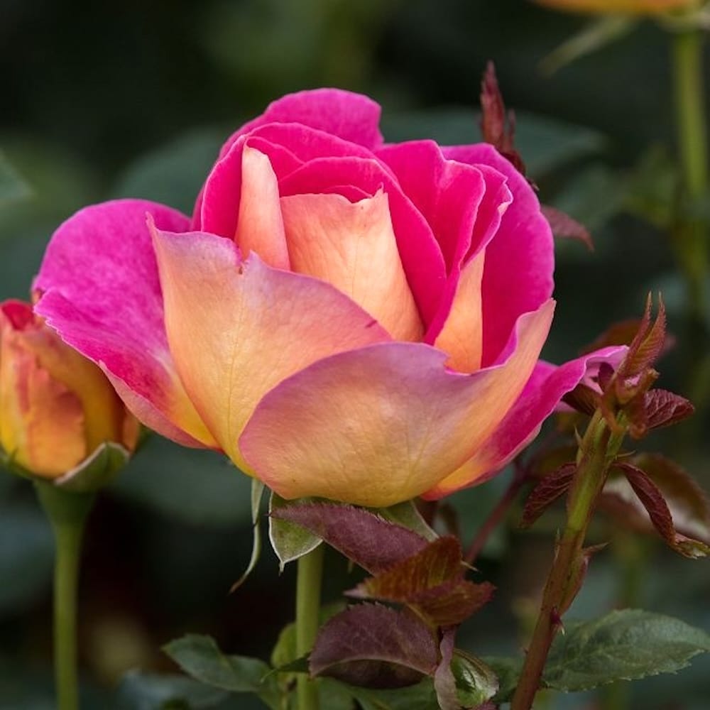 Rosa 'Maleica'® - teahibrid foarte colorat, parfumat