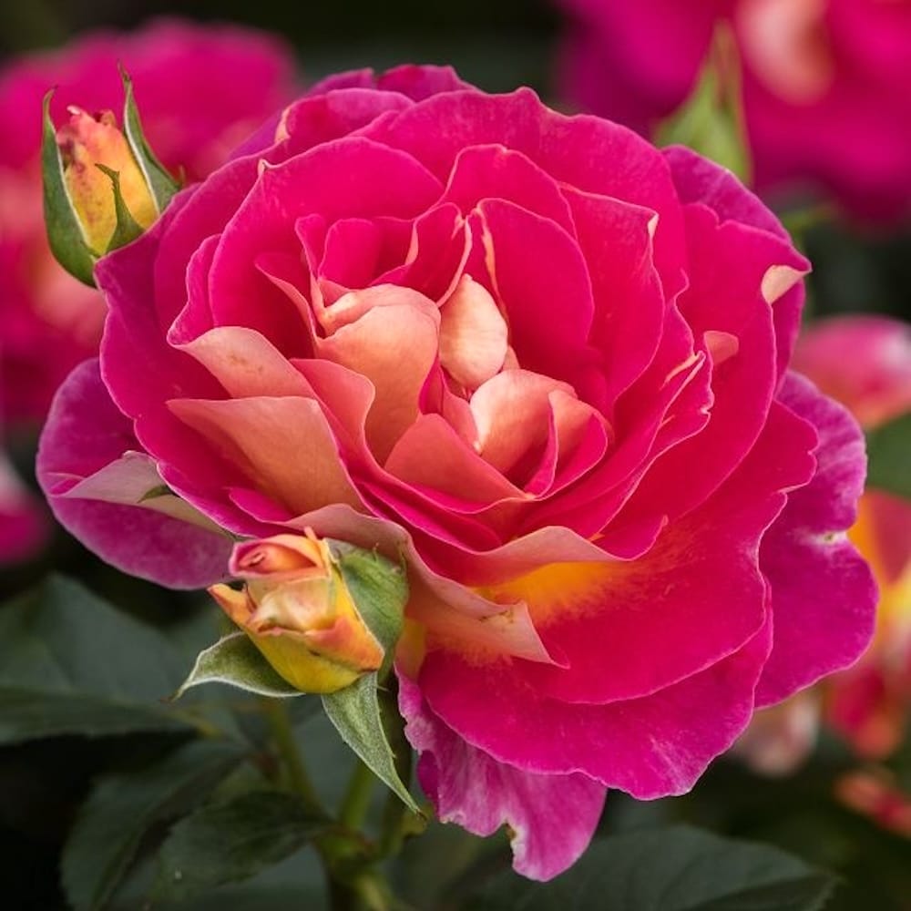 Rosa 'Maleica'® - teahibrid foarte colorat, parfumat