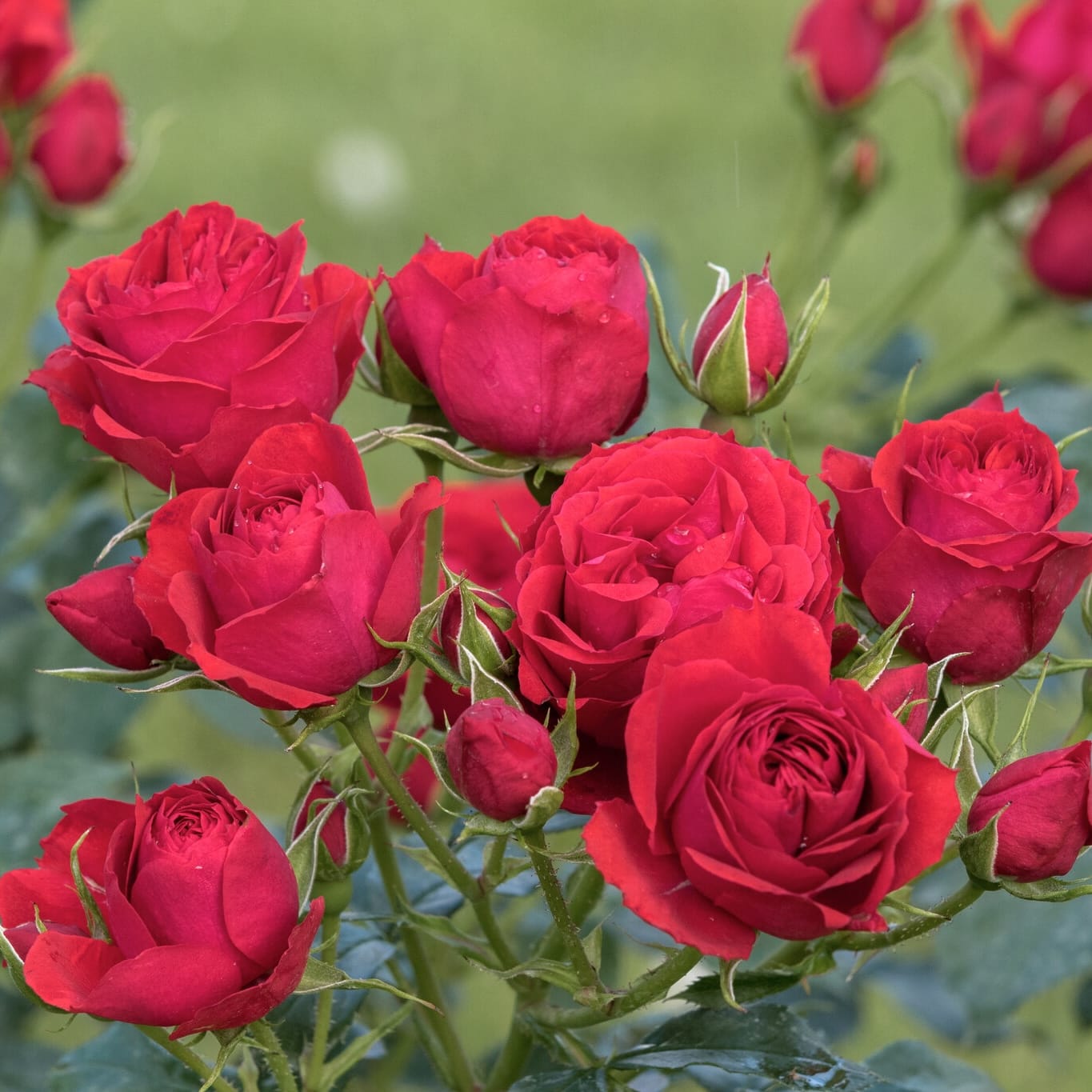 Rosa 'Manora'® - floribunda modern cu floare dubla, rosu intens, parfumat