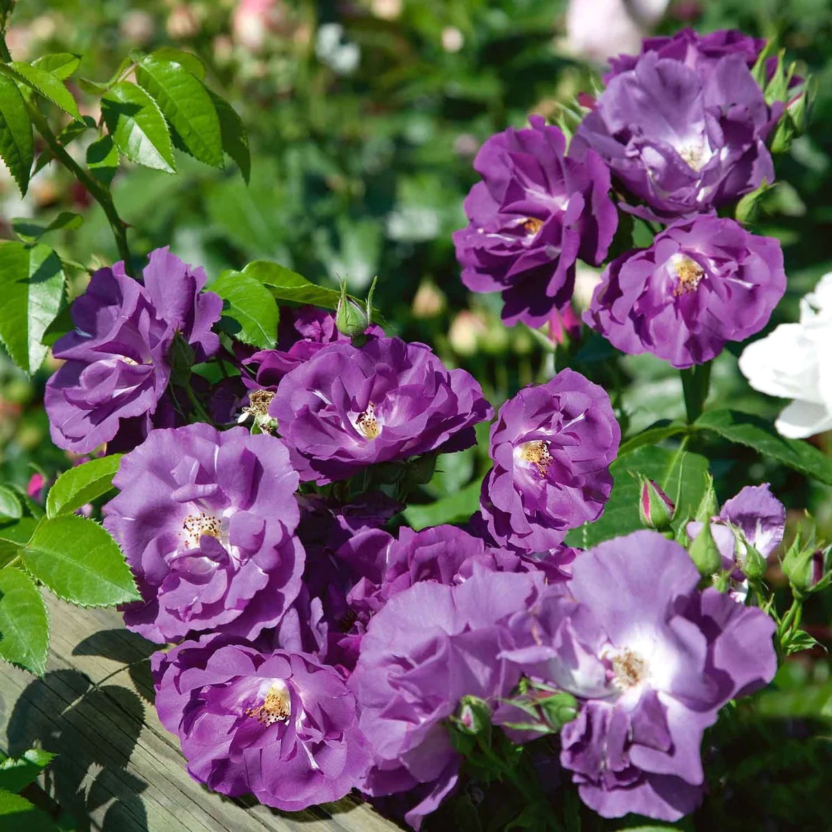 Rosa Rhapsody Rosa 'Rhapsody in Blue'® - Trandafir floribunda, flori parfumate ...