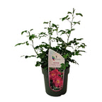 Rosa 'Totally Spice' - trandafir floribunda, parfumat cu inflorire abundenta