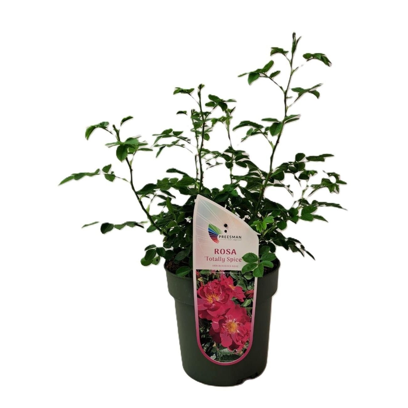 Rosa 'Totally Spice' - trandafir floribunda, parfumat cu inflorire abundenta