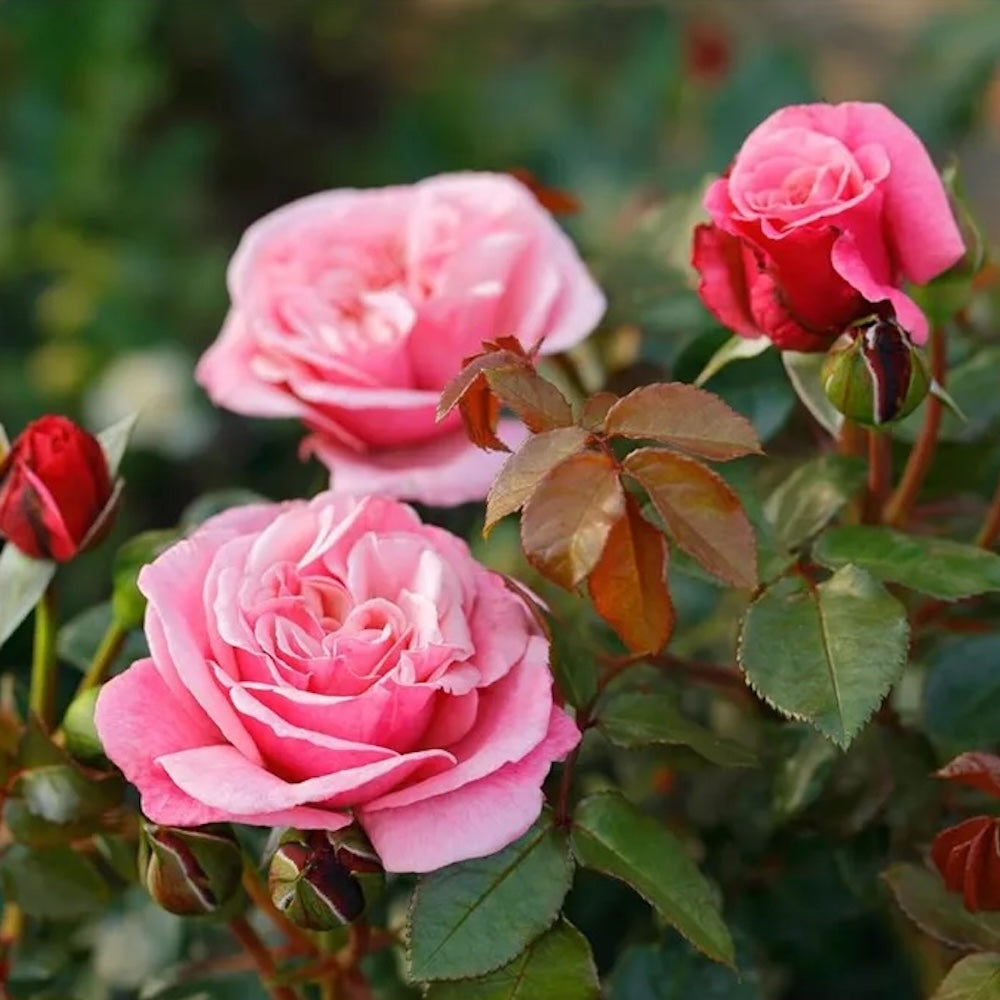 Rosa 'Wildberry'® - teahibrid premiat, parfumat, Nostalgic® – Secret ...