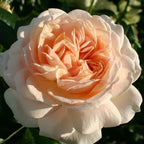 Rosa 'Cream Flower Circus'® - Trandafir floribunda parfumat