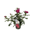 Rosa 'Totally Spice' - trandafir floribunda, parfumat cu inflorire abundenta