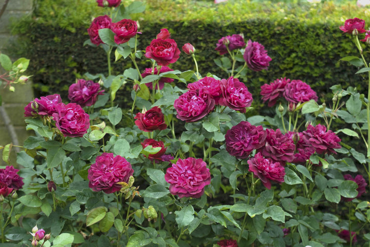 Rosa ‘Darcey Bussell’