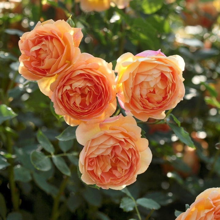 Rosa ‘Lady of Shalott’