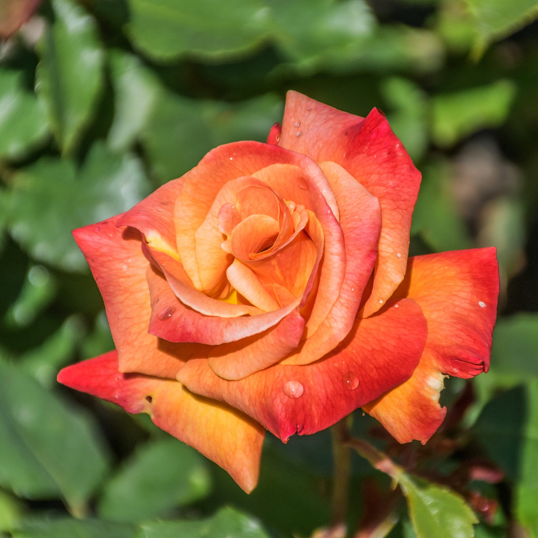 Rosa 'Bonfire'® - Trandafir floribunda, flori parfumate