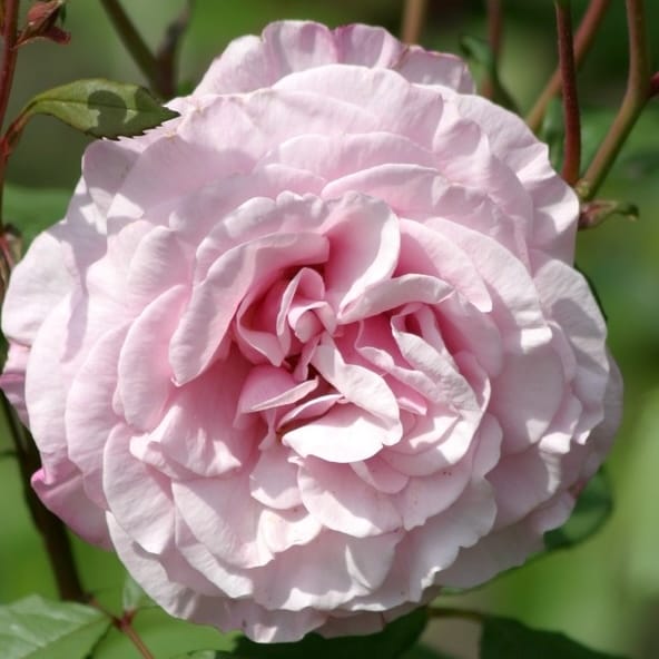 Rosa 'Carminia'® - Trandafir floribunda, flori parfumate