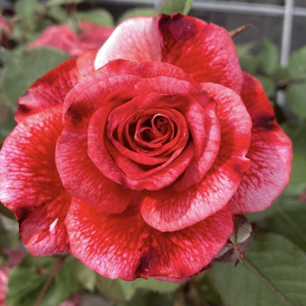 Rosa 'Dreaming Lizzo's' - fragrant hybrid tea of ​​the new generation