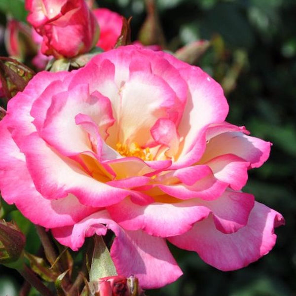 Rosa 'Libretto'® - Floribunda-Rose, Kletterpflanze, große Blüten