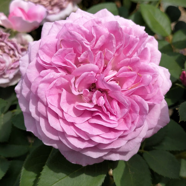 Rosa 'Lilac Topaz'® - floribunda, fragrant, double flowers