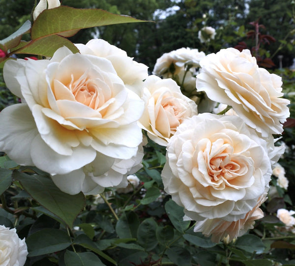 Rosa 'Lion's Rose'® - floribunda rose, Fairy Tale type, discreet fragrance