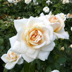 Rosa 'Lion's Rose'® - trandafir floribunda, tip Fairy Tale, parfum discret