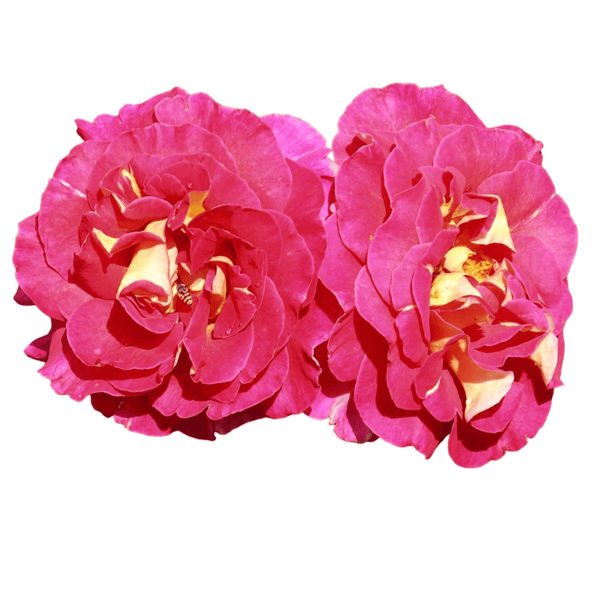 Rosa 'Maleica'® - sehr farbenfroher, duftender Hybridtee
