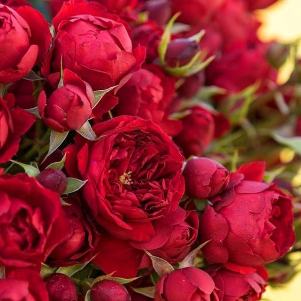 Rosa 'Manora'® - moderne Floribunda mit gefüllter Blüte, intensiv rot, duftend