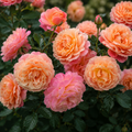 Rosa 'Peach Queen'