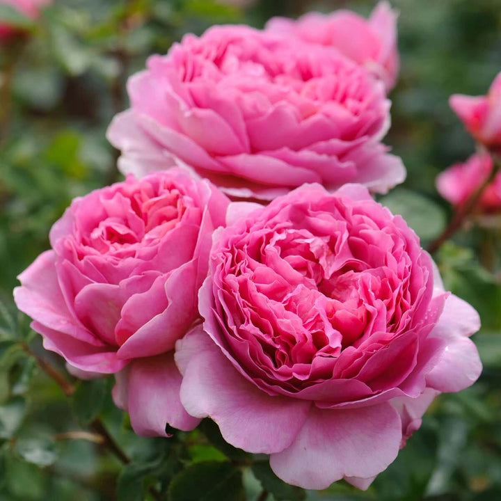 Rosa ‘Princess Alexandra of Kent’