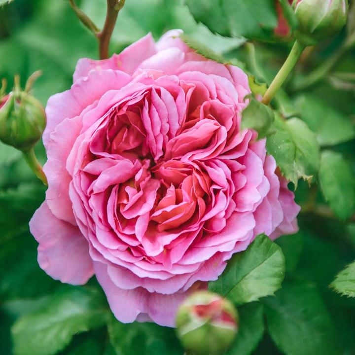 Rosa ‘Princess Alexandra of Kent’