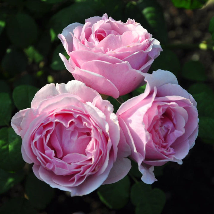 Rosa 'Princesse Claire of Belgium'