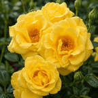 Rosa 'Spring Queen'