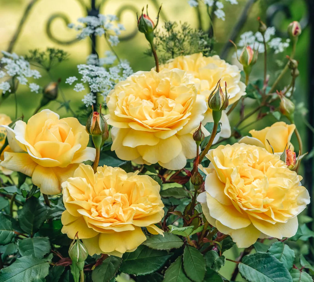Rosa ‘The Poet's Wife’® - Trandafir englezesc, David Austin