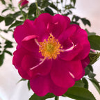 Rosa 'Totally Spice' - trandafir floribunda, parfumat cu inflorire abundenta