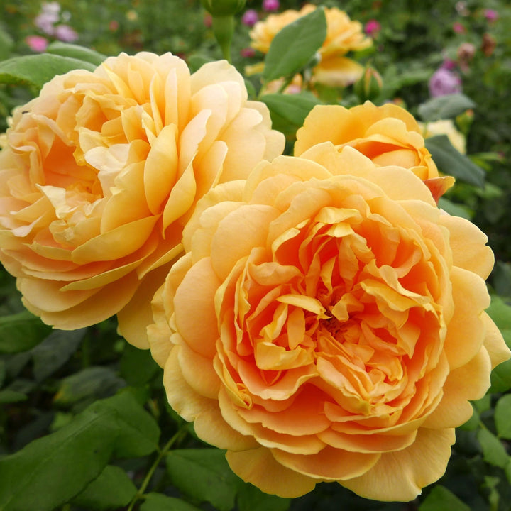 Rosa ‘Golden Celebration’® - Trandafir englezesc, David Austin