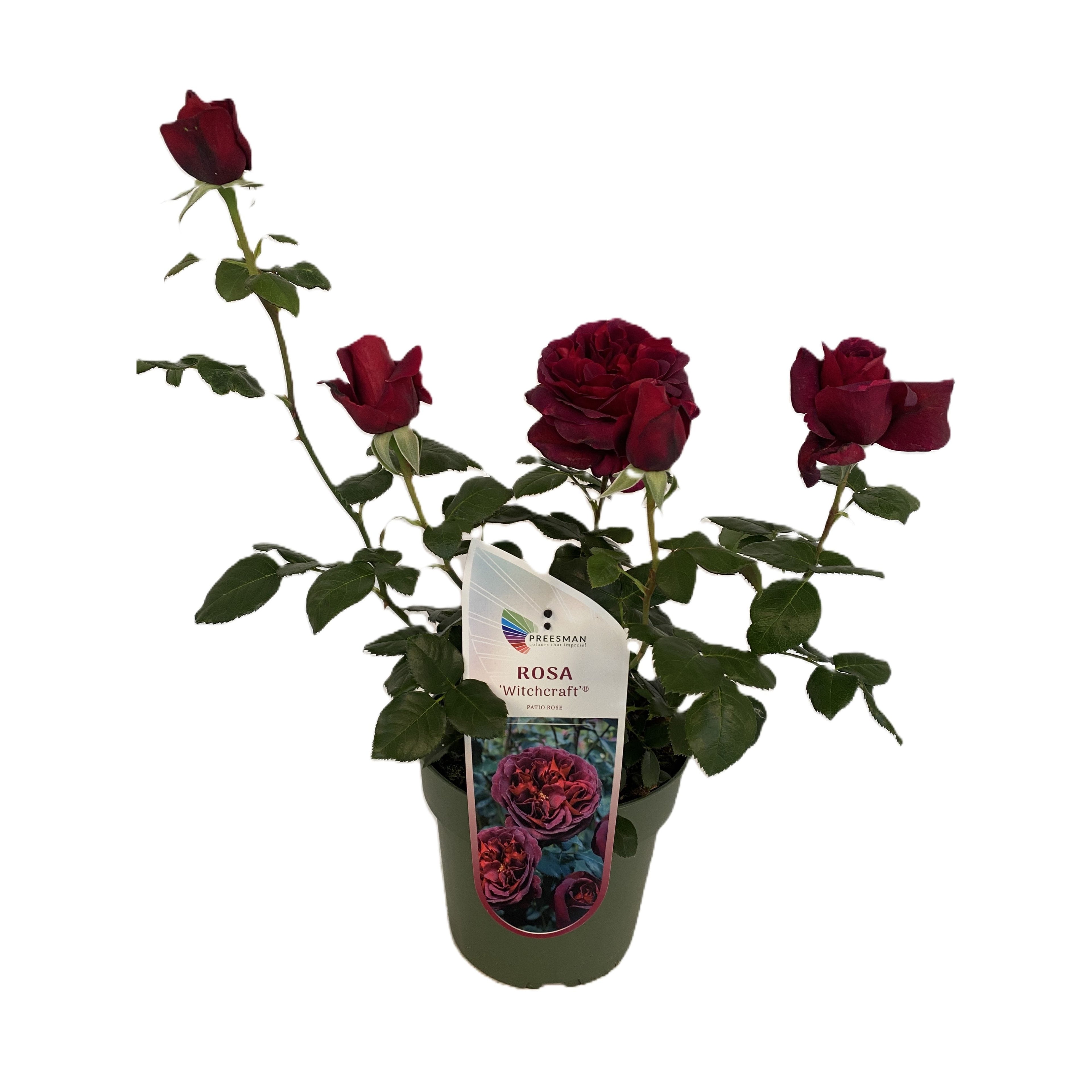 Rosa 'Witchcraft'® - Trandafir teahibrid, puternic parfumat