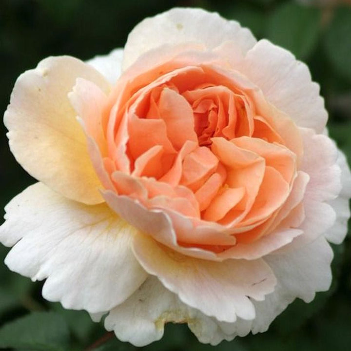 Rosa 'Floriana'