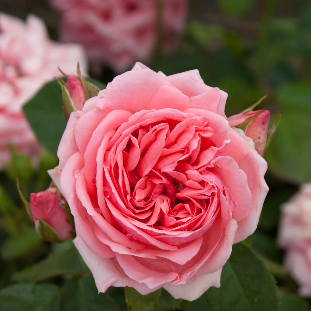 Rosa 'Kimono'® - Trandafir floribunda, parfum intens