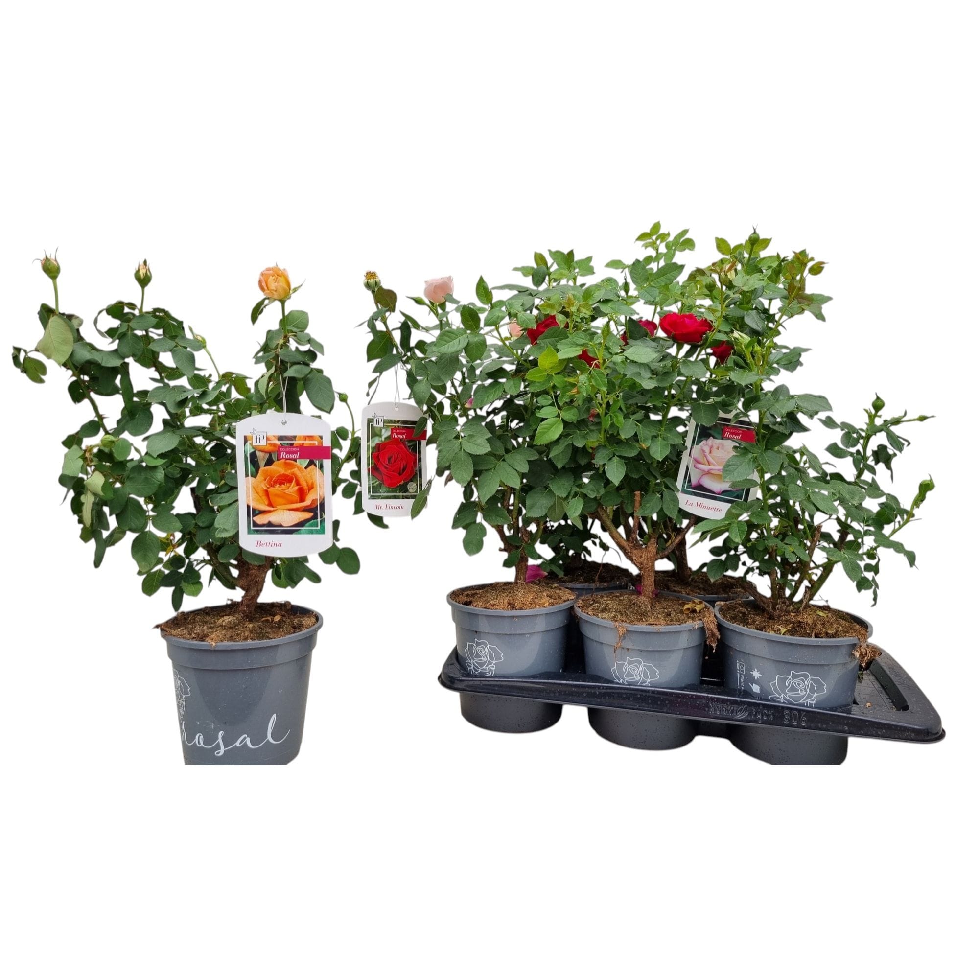 Rosa ‘Laminuette’® - Trandafir floribunda, parfumat