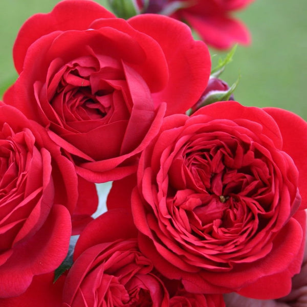 Rosa 'Rouge Meilove'® (Rosa 'Mona Lisa') - Floribunda-Rose, intensiv rot, duftend