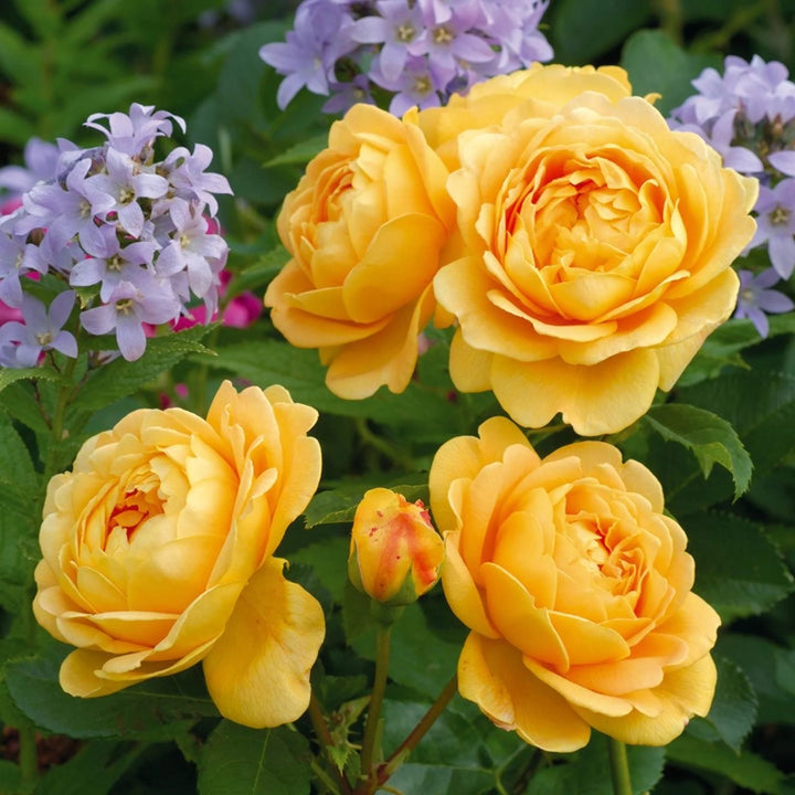 Rosa ‘Golden Celebration’® - Trandafir englezesc, David Austin