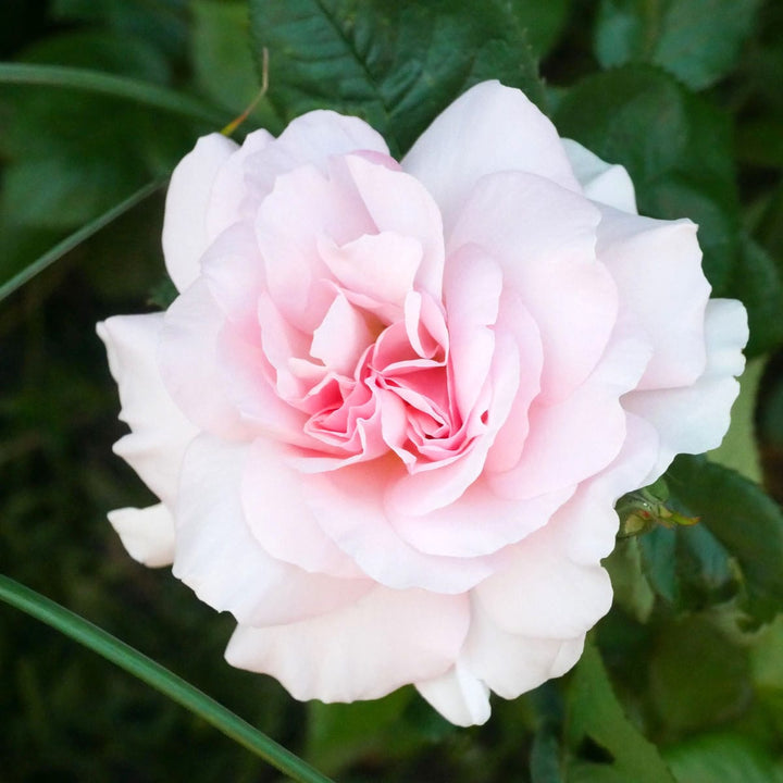 Rosa 'A Whiter Shade of Pale’