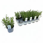 Rozemarijn in pot - Rosmarinus officinalis