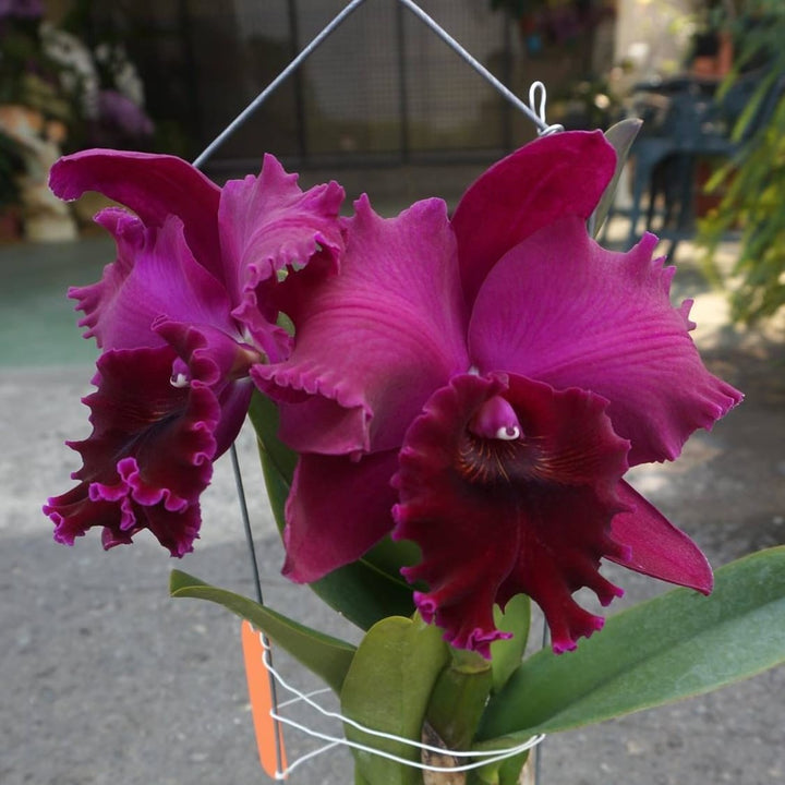 Rth. Chialin Black Flower 'Black King Kong'