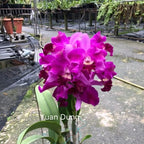 Rth. Yuan Dung Torch 'Grape'