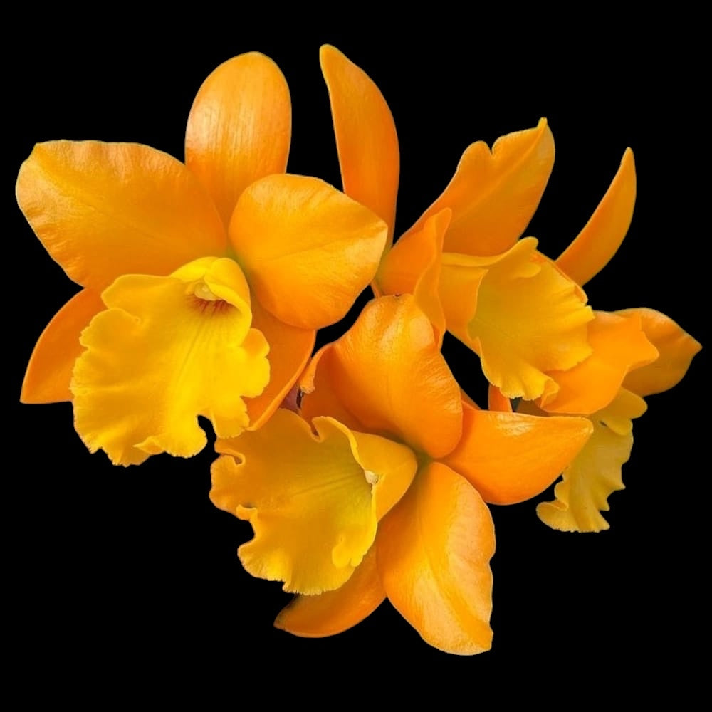 Rth. Ahchung Yoyo 'Sparking'