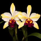 Rth. Fu Shu Glory 'Happy Holiday'