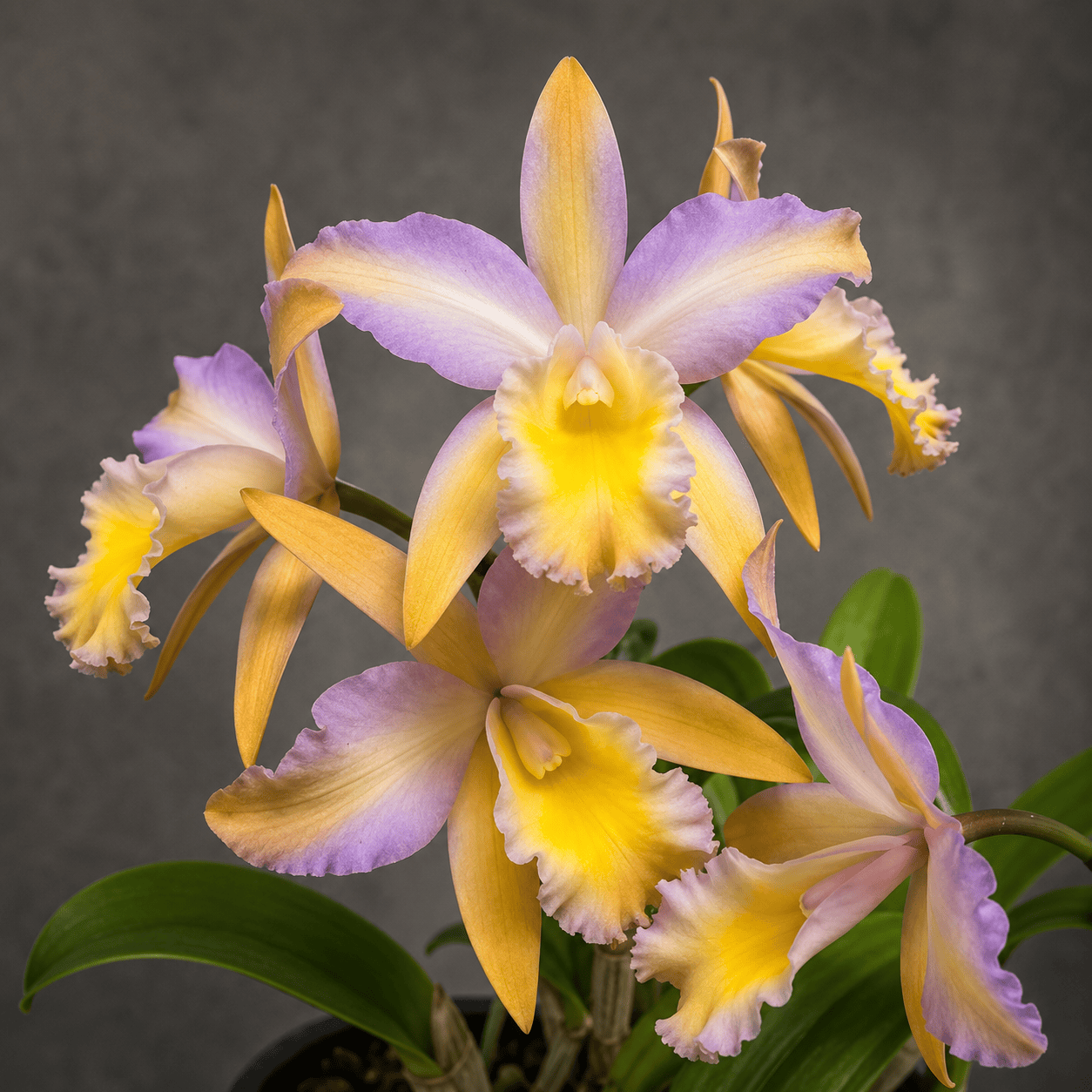 Rth. Mikawa Crystal 'Rainbow Bridge'