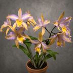 Rth. Mikawa Crystal 'Rainbow Bridge'