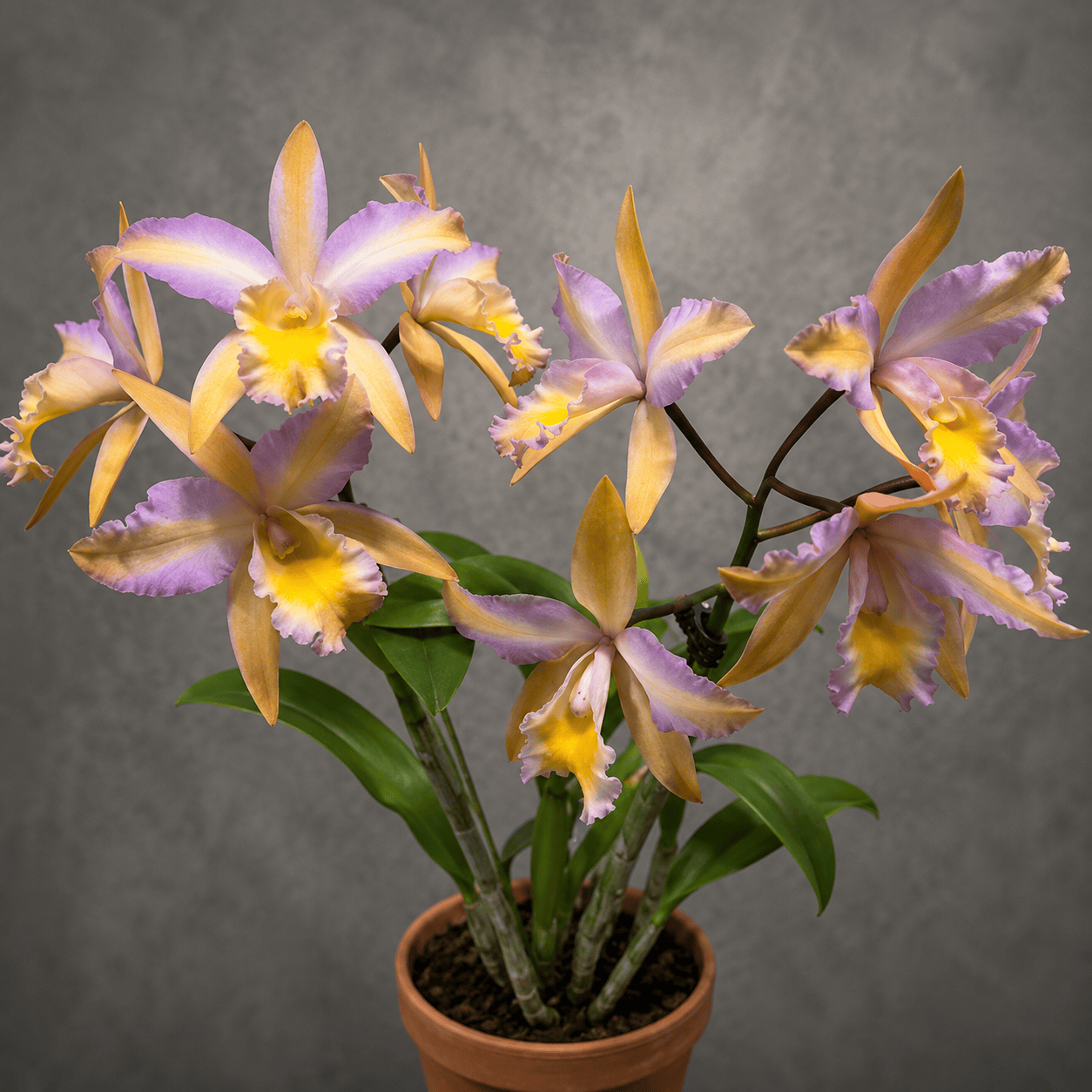 Rth. Mikawa Crystal 'Rainbow Bridge'