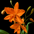 Rth. Love Passion 'Orange Bird'