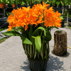 Rth. Love Passion 'Orange Bird'