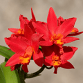Rth. Shinfong Dawn