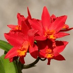 Rth. Shinfong Dawn