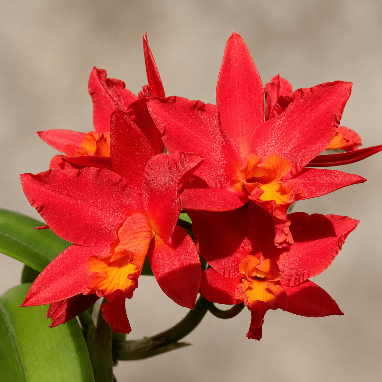 Rth. Shinfong Dawn